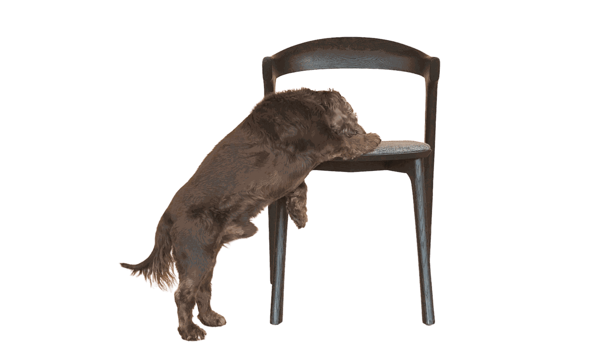 Live Light | Dog leaning on Ethnicrafts beautiful and timeless Oak Bok Black Dining Chair with Grey Upholstery