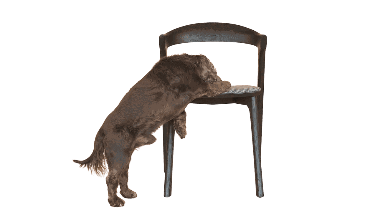 Live Light | Dog leaning on Ethnicrafts beautiful and timeless Oak Bok Black Dining Chair with Grey Upholstery Live Light | Dog leaning on Ethnicrafts beautiful and timeless Oak Bok Black Dining Chair with Grey Upholstery