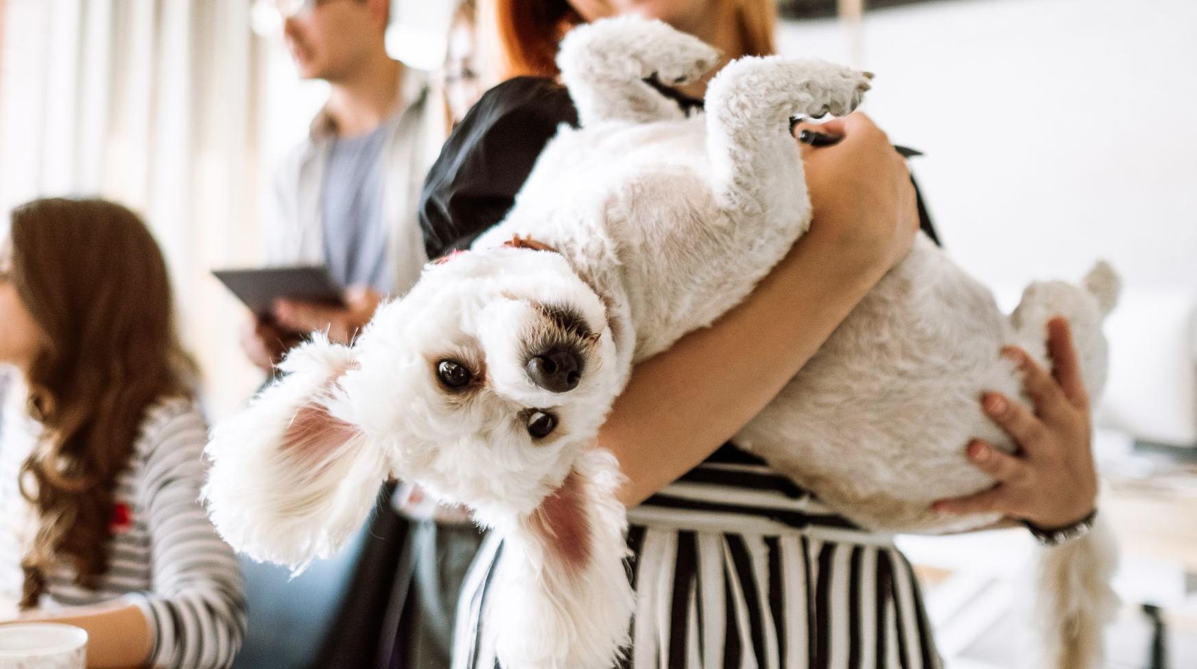 Live Light | Woman holding dog in her office space