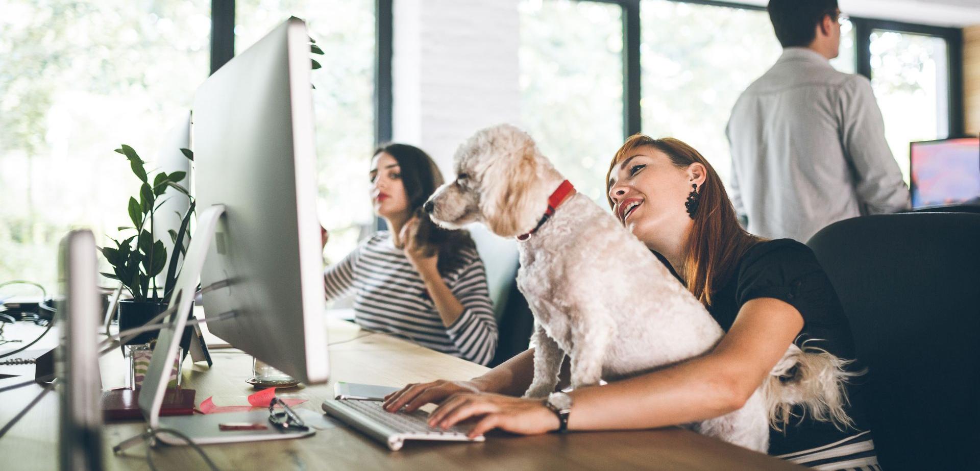 Live Light | Woman with a dog on her lap as she shares her screen with coworkers while at her office Live Light | Woman with a dog on her lap as she shares her screen with coworkers while at her office