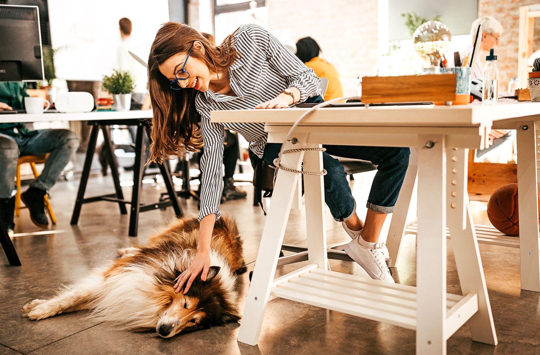 Live Light | Woman at her office desk petting the company dog Live Light | Woman at her office desk petting the company dog