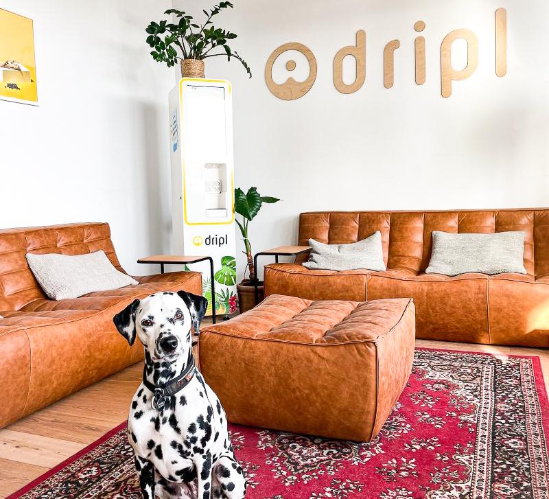 Live Light | Dog enjyoing Dripls new meeting room styled by Live Light featuring Ethnicrafts N701 3 seater sofa and footstool in Old Saddle Leather