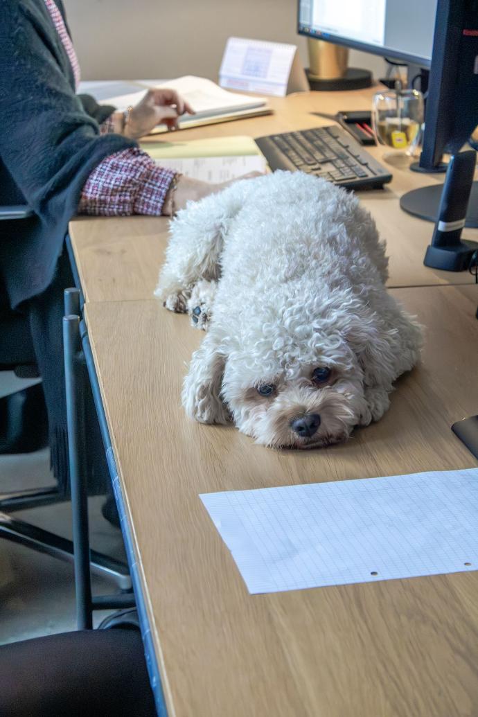 Coworking space Notary Claessens featuring Live Light rental furniture