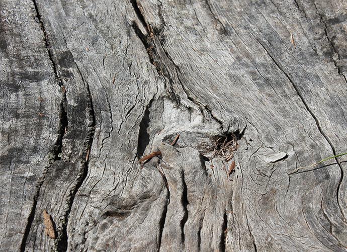 Image of a tree | Live Light Image of a tree | Live Light