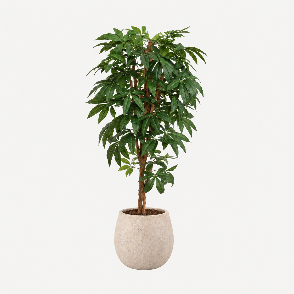 Pachira tree 180cm