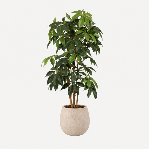 [LT004] Schefflera boom 175cm