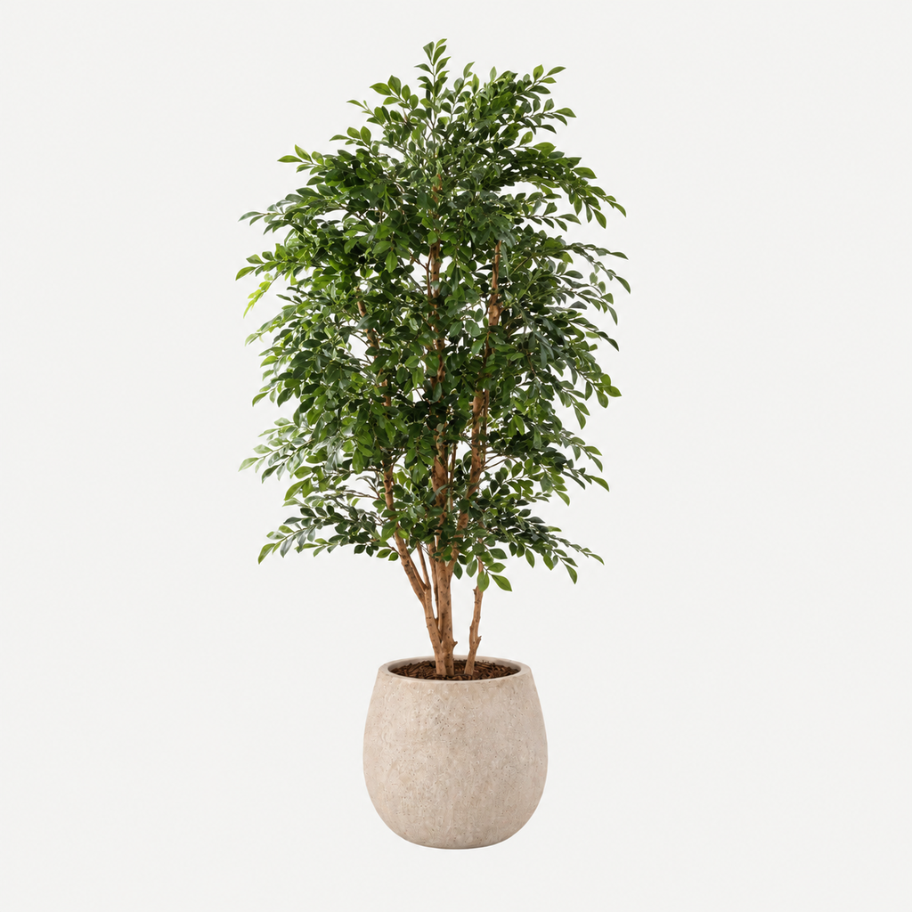 Murraye tree 170cm
