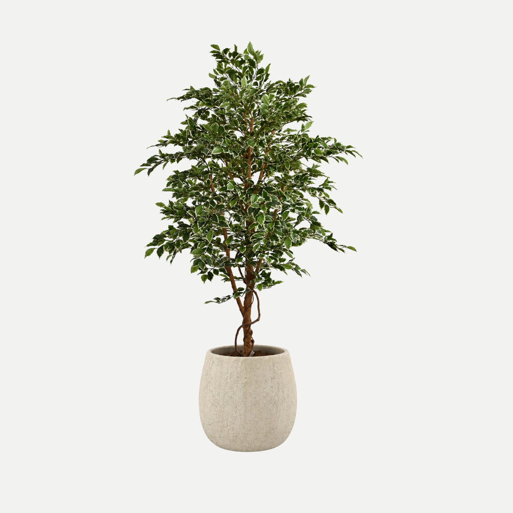 Ficus Folia tree 160cm