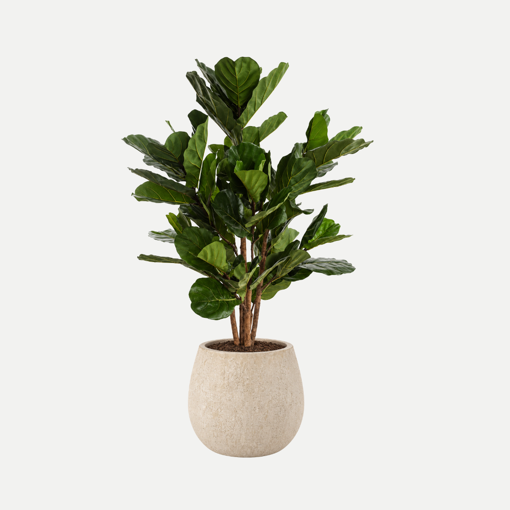 Fiddle leaf tree